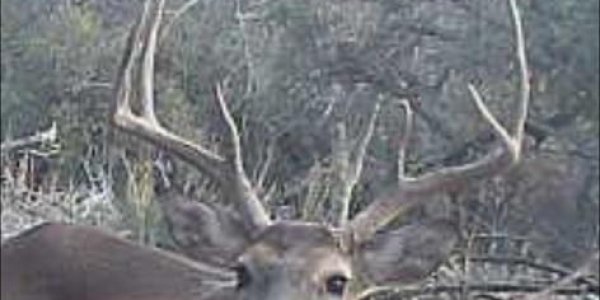 Listing image 126908-0